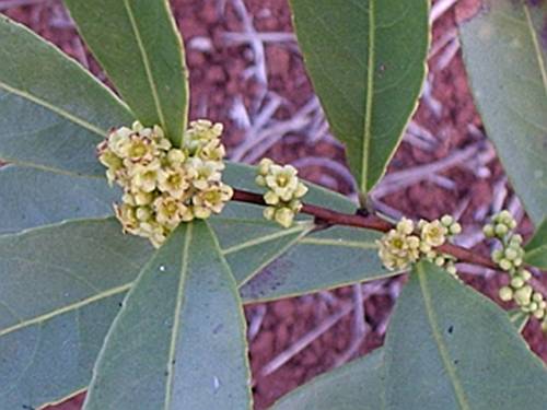 Peritassa campestris